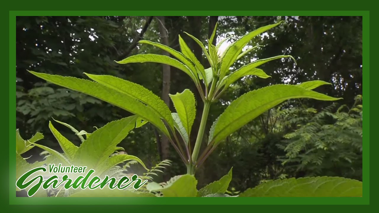 Medicinal Herbs: Lisa's Greenhouse & Gardens | Volunteer Gardener