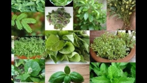 Top 100 Best Healing Medicinal Herbs, Spices And Plants Names, Health Benefits And Medicinal Uses