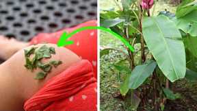 This Leaf Can Destroy Viruses, Bacteria And Treat Many Disorders