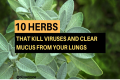 10 Herbs That Kill Viruses and Clear