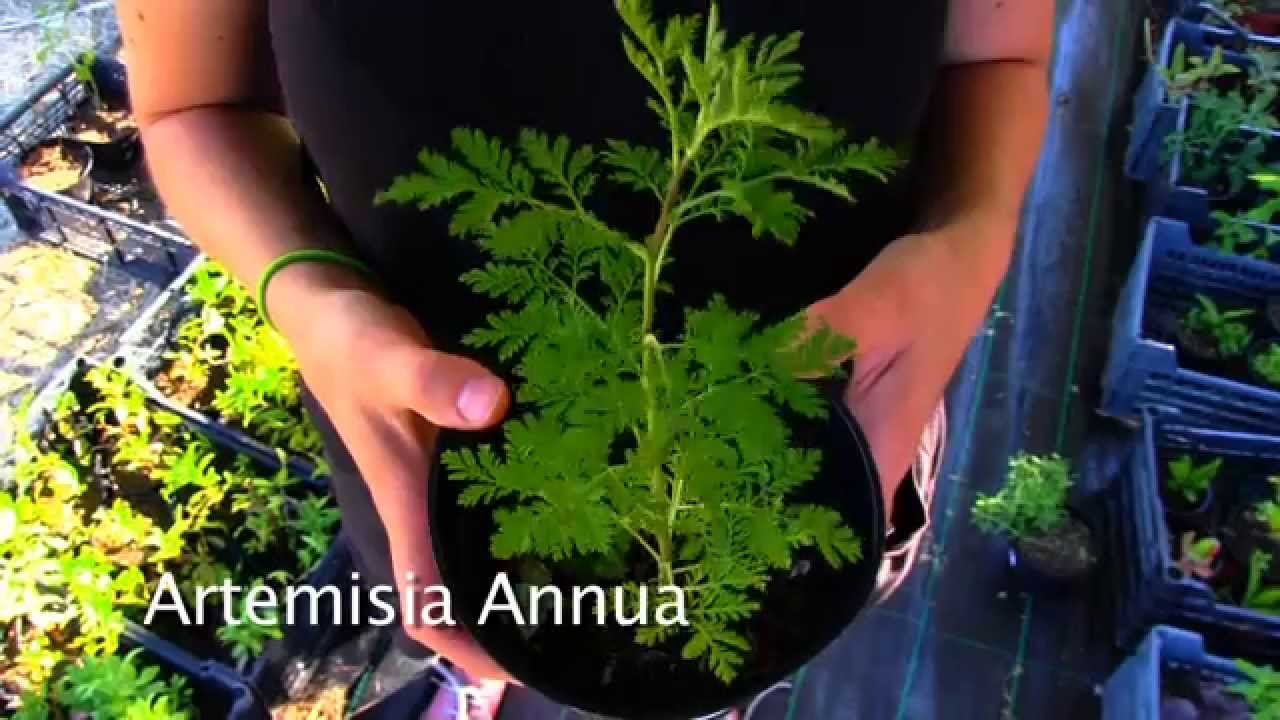 Grow Your Own Pharmacy -  An Introduction To Medicinal Plants | Auroras Eye Films