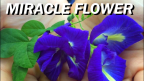 Blue Butterfly Pea Flower | BLUE RICE & TEA #Healthy #MiracleTea #Herbal