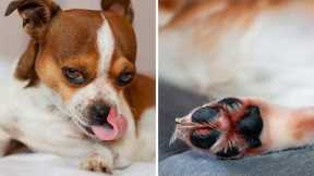 This Is Why Your Dog Is Always Licking His Paws