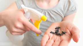 Homemade Citronella Bug Spray That Really Works