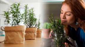 2 Amazing Medicinal Plants You Can Grow at Home