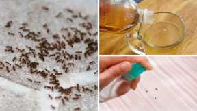 How to Get Rid of Ants and Flies Cheaply and Naturally