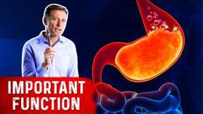 The Ignored But Vital Function of the Stomach