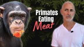 How often do apes eat meat? ?
