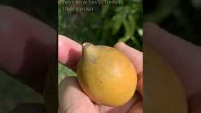 This Fruit Can Replace The Little Blue Pill and More #shorts