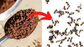 All You Need Is Instant Coffee To Keep Away Ants, Mosquitoes And Flies