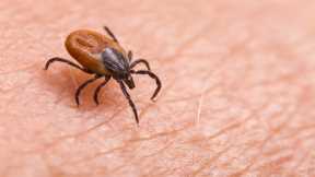 Why We’re Hearing More About Lyme Disease This Summer