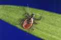 Lyme Disease Cases Rose By Almost 70% 