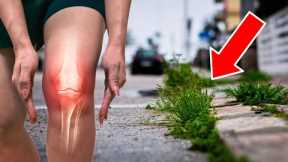 The Best Natural Remedy for Arthritis Is Growing Right on Your Sidewalk!