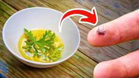 This Homemade Mosquito Repellent is So Effective, You'll Never Buy Store-Bought Again!